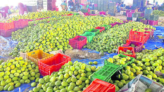 మామిడి కొనుగోళ్లపై అనిశ్చితి1