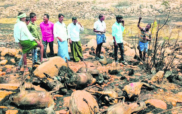 అగ్ని ప్రమాదంలో 60 గొర్రెలు సజీవ దహనం1