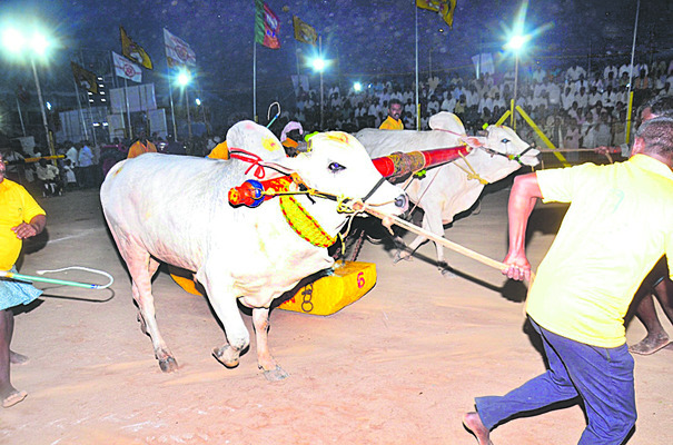 ఉల్లాసంగా ఎడ్ల పందేలు 1