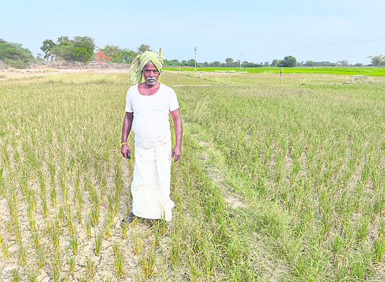 వరి గోస!1