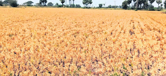 ● ఈ ఏడాది ఆర్థికంగా కుదేలు 
1