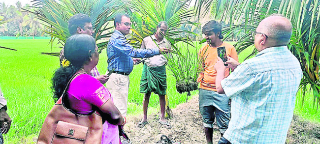 కాండం తొలిచే పురుగతో అప్రమత్తం 1