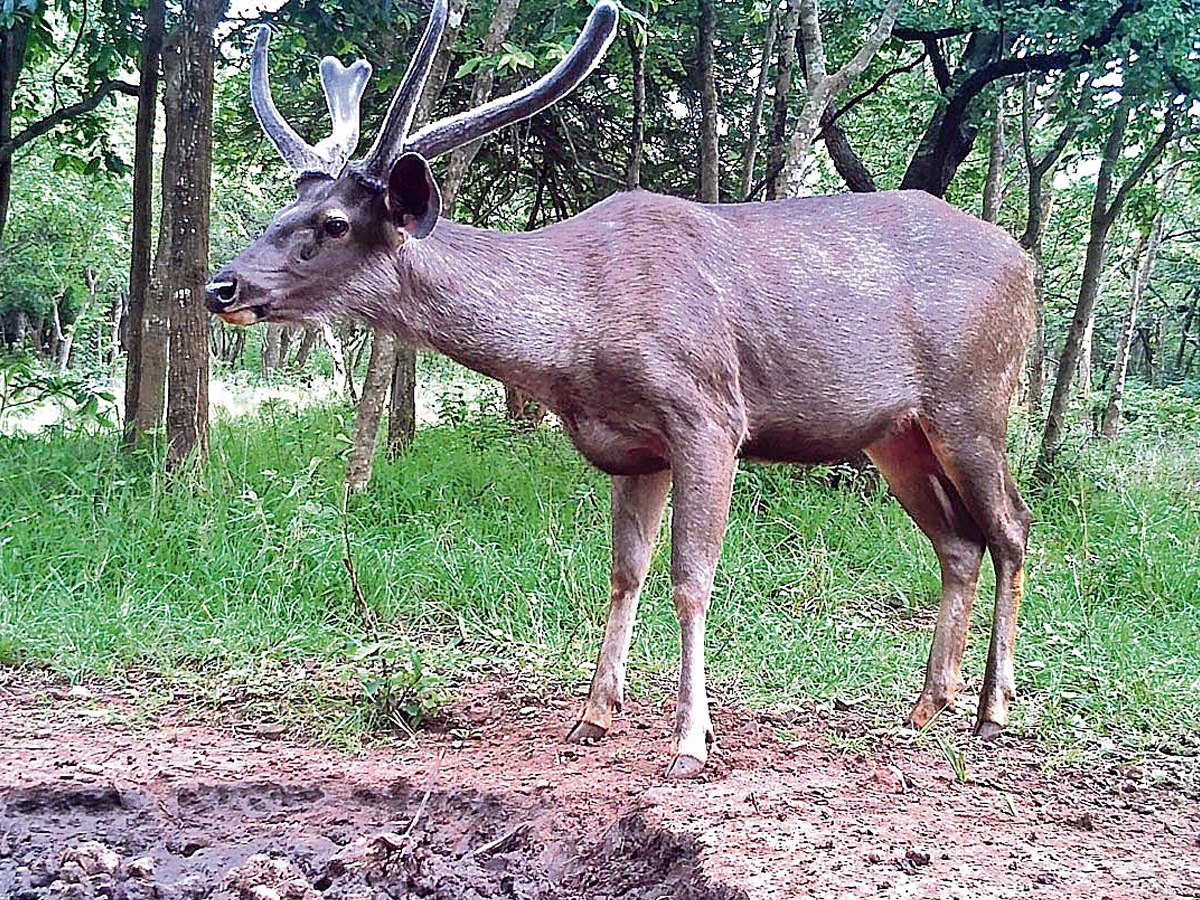 Nallamala Forest Tourism Photos4