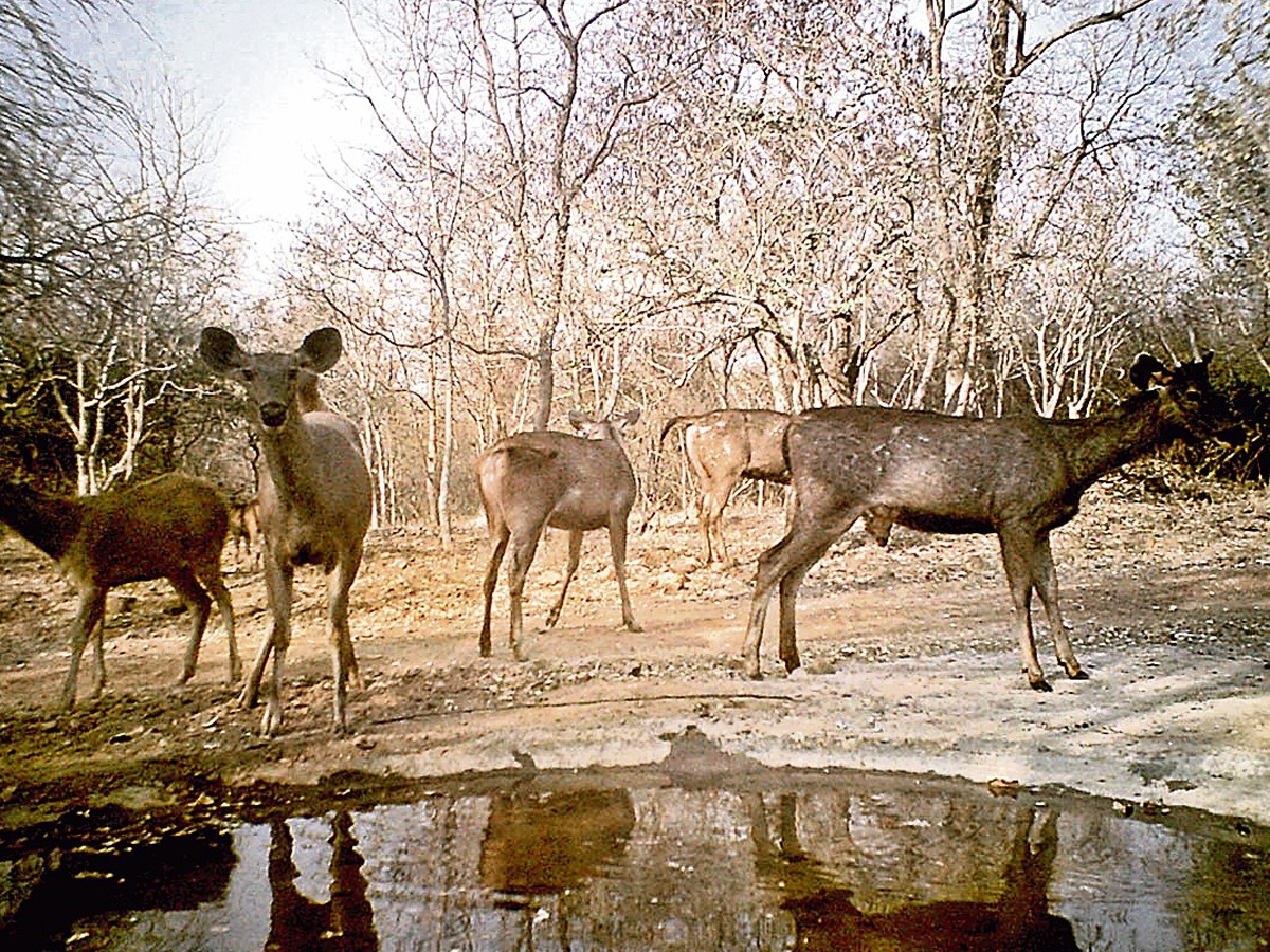 Nallamala Forest Tourism Photos6