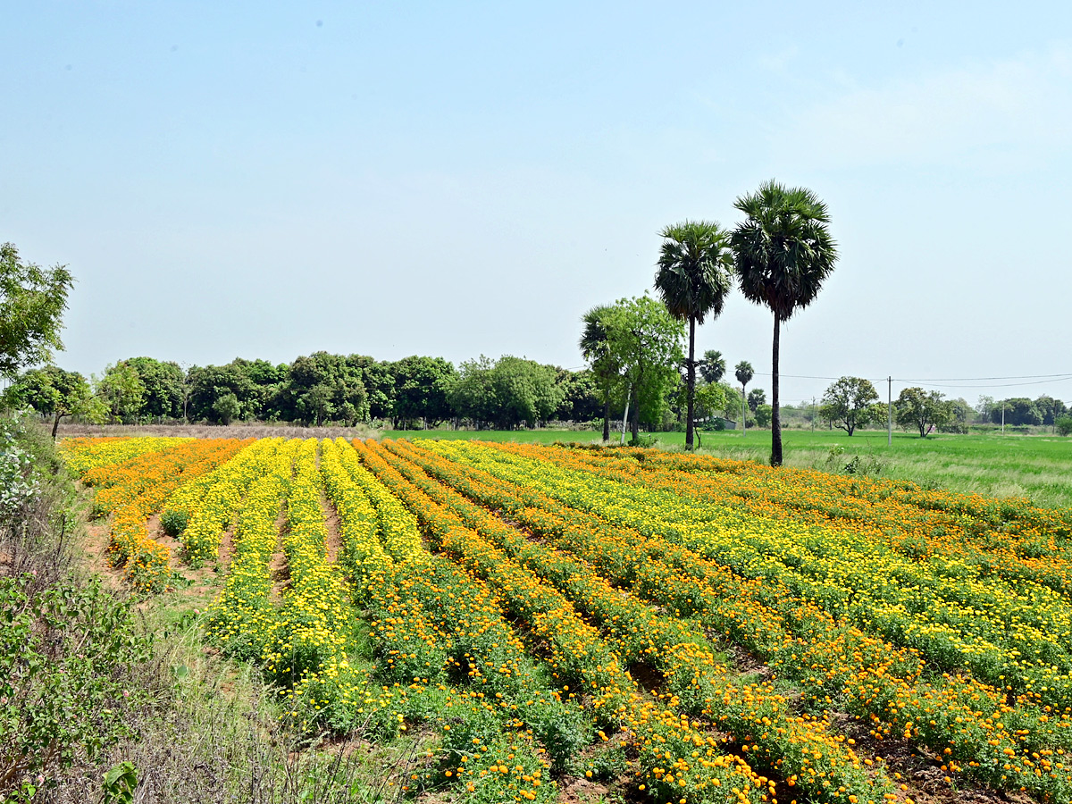 Best Photos of The Week in AP and Telangana Photo Gallery6