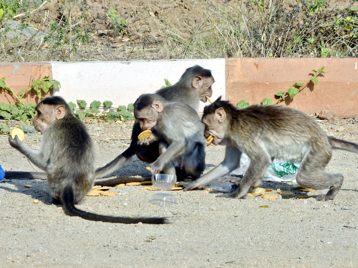 Best Photos of The Week in AP and Telangana Photo Gallery4