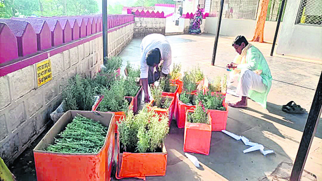శ్రీక్షేత్రానికి దవనం మొక్కలు 1