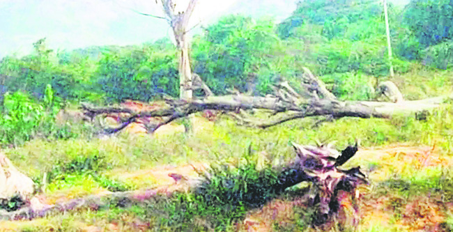 ఇసుకను కొల్లగొట్టారు.. చెట్లను కూల్చేశారు 1