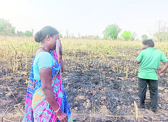షార్ట్సర్క్యూట్తో మొక్కజొన్న పంట దగ్ధం1