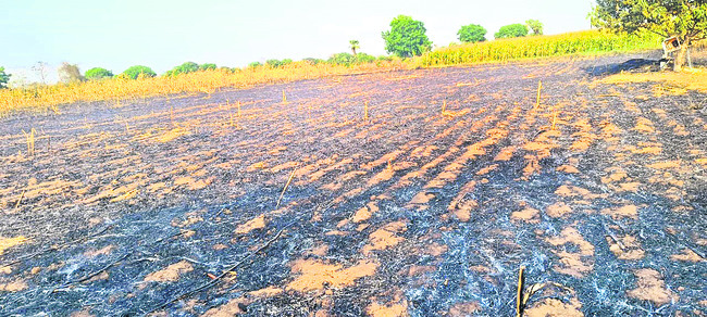 హనుమాన్కు జడ్జిల పూజలు2