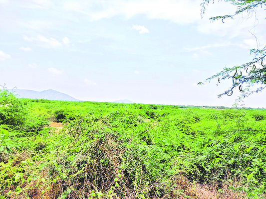 పొలాలు నోరెళ్లబెట్టి!1