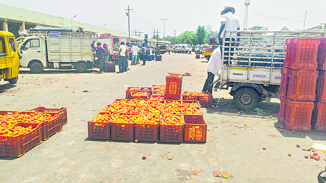 తోటల్లోనే టమాటా1