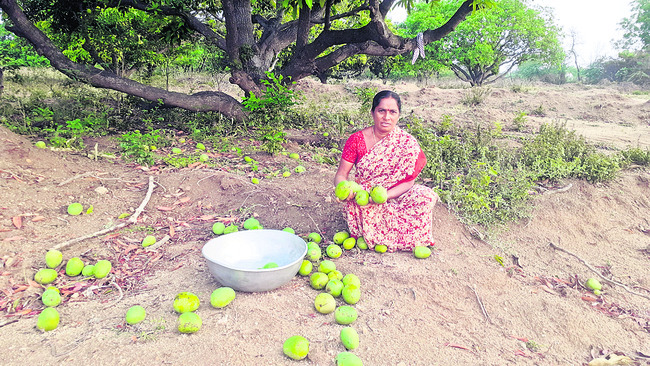 రైతన్నను ముంచిన వడగండ్ల వాన2