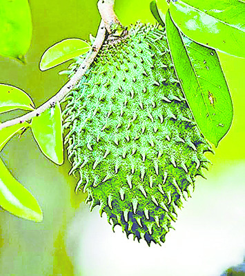 పోషక విలువల లక్ష్మణ ఫలం1