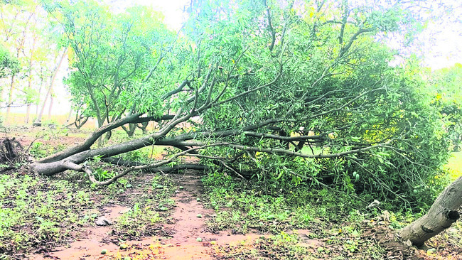 మామిడి రైతు కుదేలు1
