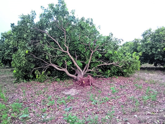 తడిసిన రెక్కల కష్టం.. ఉరిమిన నష్టం 1