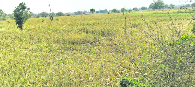 వట్టిపోతున్న బోర్లు.. ఎండుతున్న పంటలు4