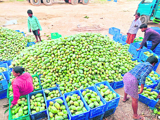 ఏటా దిగుబడి 5,47,320 టన్నులు 1