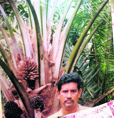 కొంపముంచిన నకిలీ మొక్కలు 1