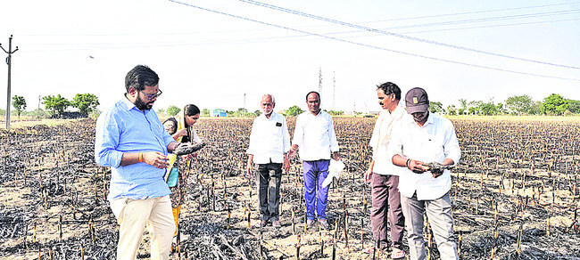 నిప్పంటుకుని జొన్న పంట దగ్ధం1