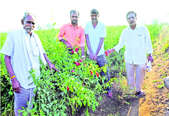 మిరప రైతులు1