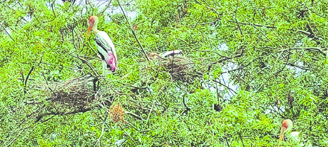 కనువిందుగా విహంగామా1