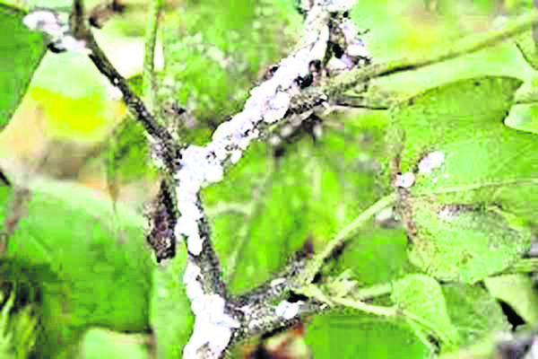 వాతావరణం.. చీడపీడలు 1
