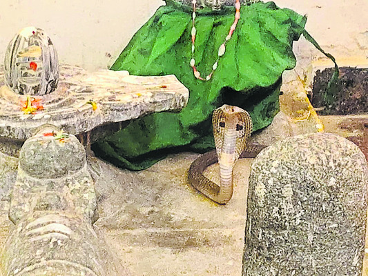 శివలింగం వద్ద నాగుపాము 3