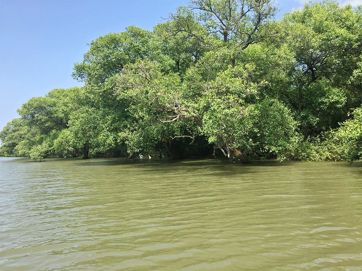Coringa Wildlife Sanctuary Near Kakinada in Andhra Pradesh Photos12