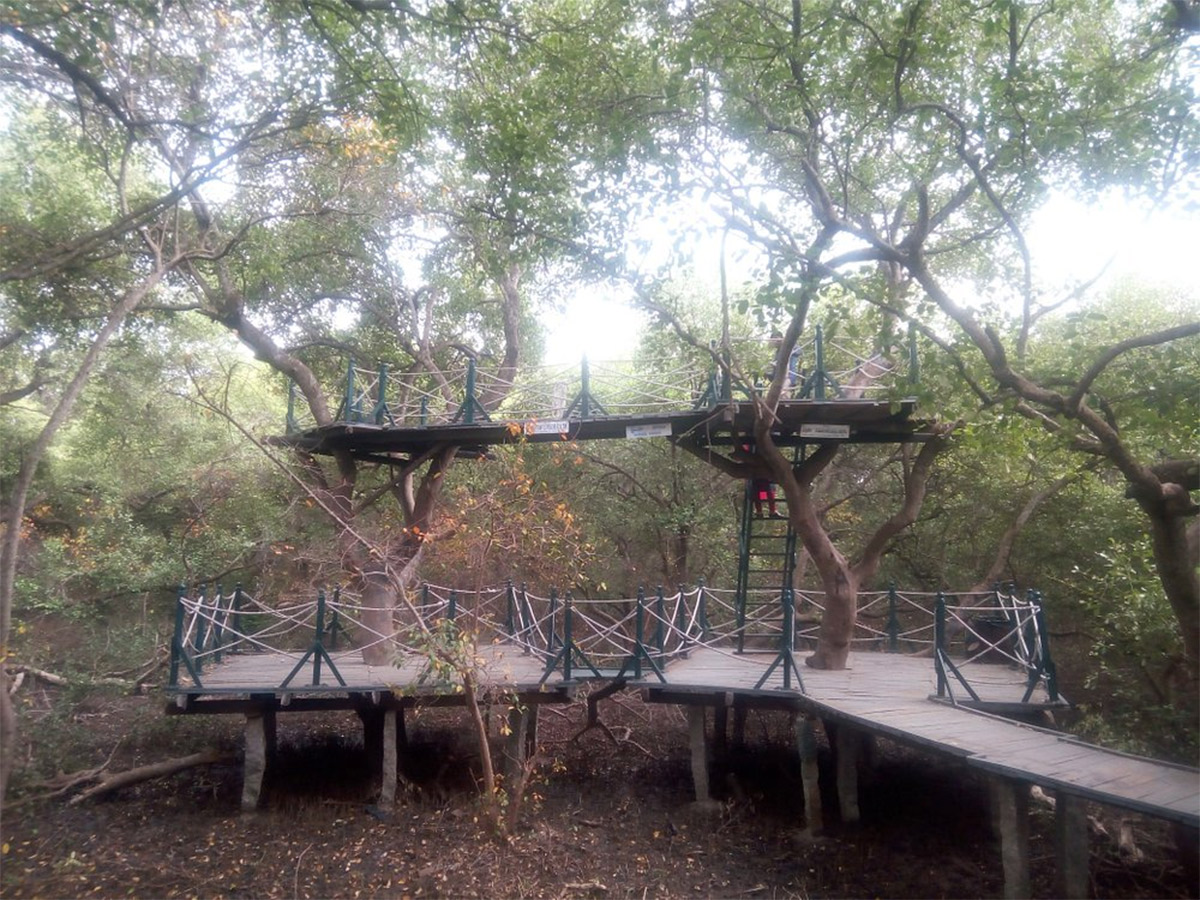 Coringa Wildlife Sanctuary Near Kakinada in Andhra Pradesh Photos14