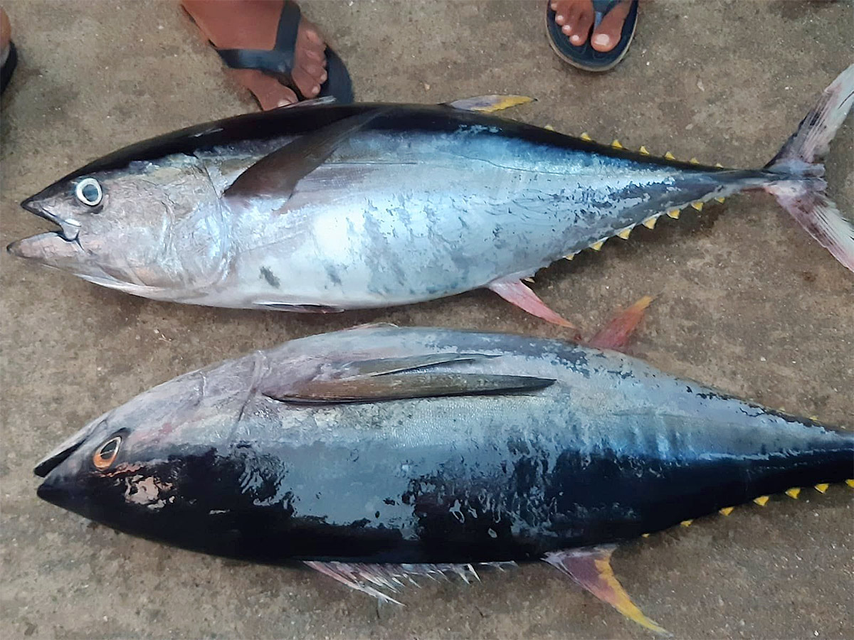 Big Tuna Fish in Visakhapatnam Fish Market: Photos10