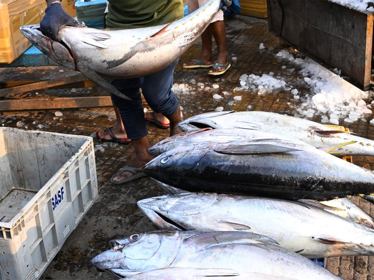 Big Tuna Fish in Visakhapatnam Fish Market: Photos11