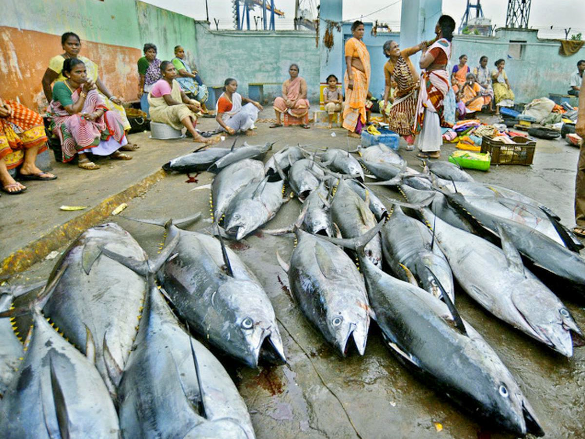 Big Tuna Fish in Visakhapatnam Fish Market: Photos12