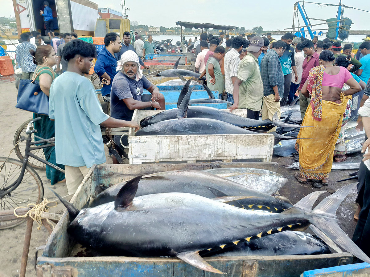 Big Tuna Fish in Visakhapatnam Fish Market: Photos13