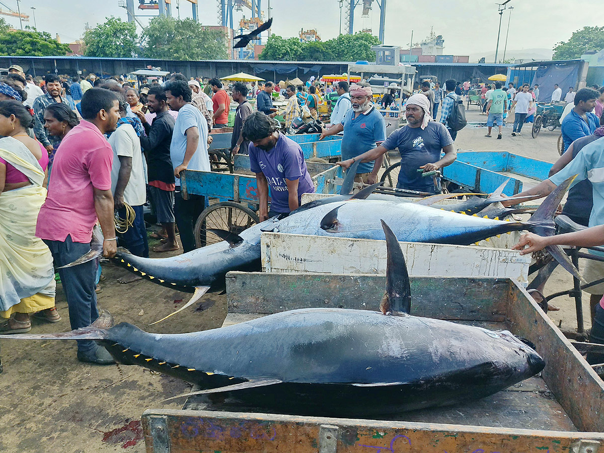 Big Tuna Fish in Visakhapatnam Fish Market: Photos2