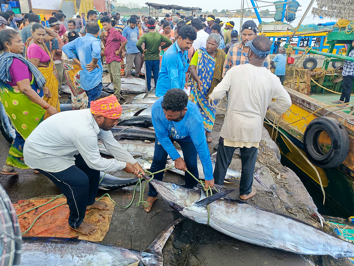 Big Tuna Fish in Visakhapatnam Fish Market: Photos3