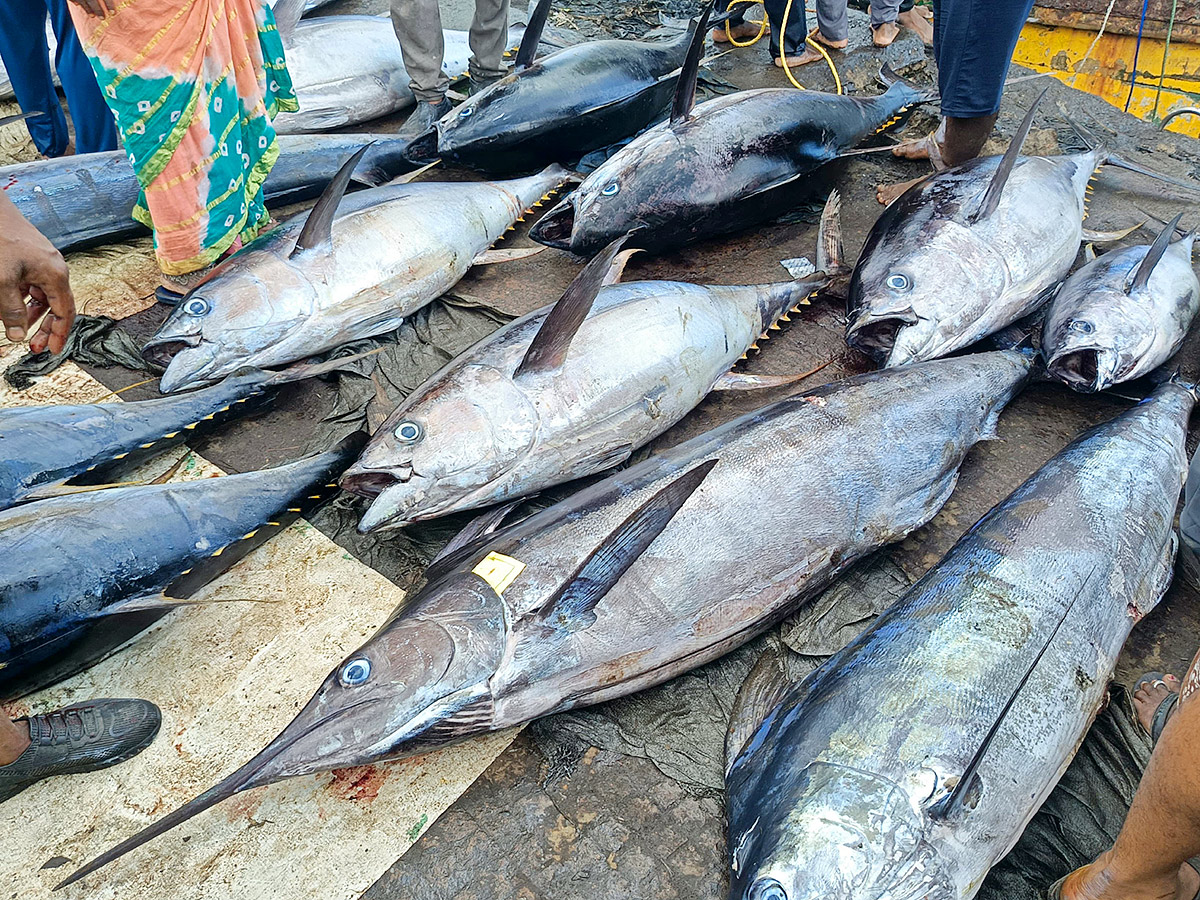 Big Tuna Fish in Visakhapatnam Fish Market: Photos4