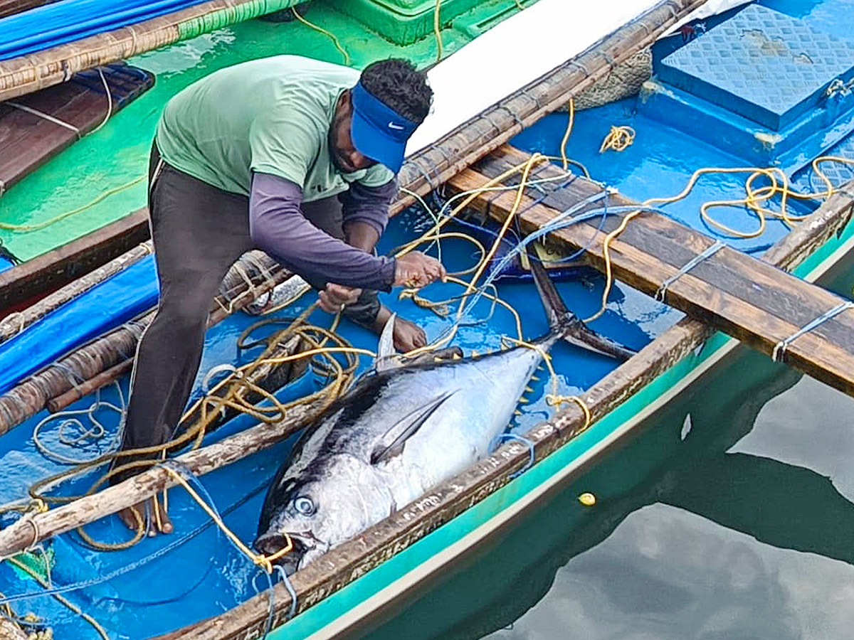 Big Tuna Fish in Visakhapatnam Fish Market: Photos5