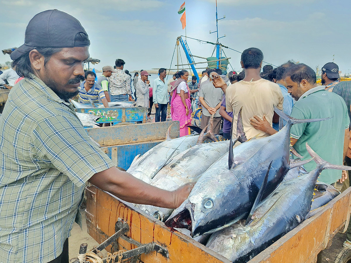 Big Tuna Fish in Visakhapatnam Fish Market: Photos6