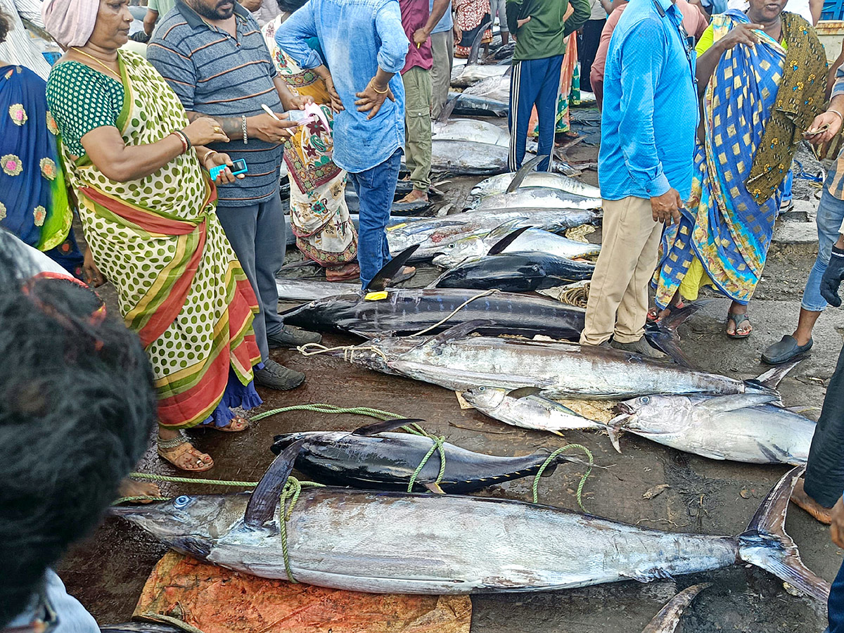 Big Tuna Fish in Visakhapatnam Fish Market: Photos7