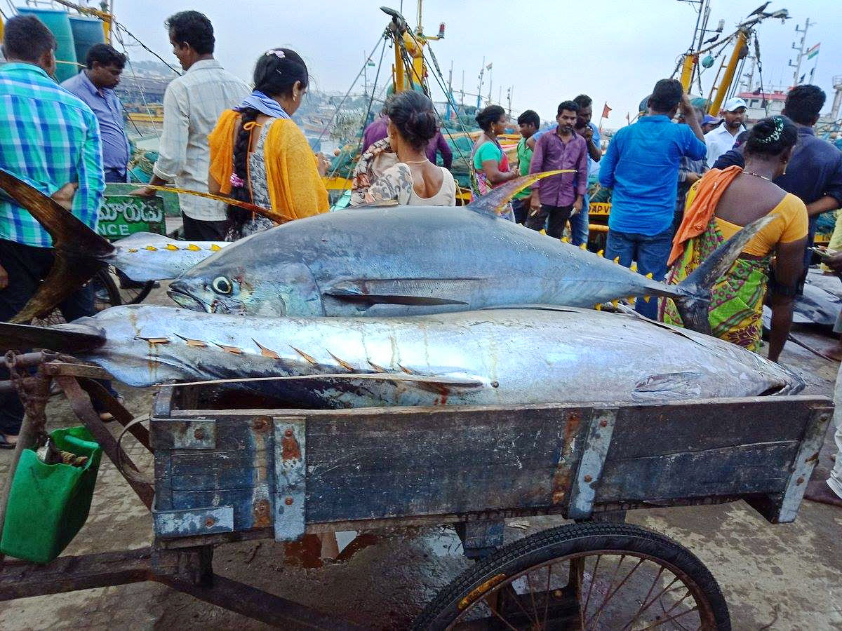 Big Tuna Fish in Visakhapatnam Fish Market: Photos9
