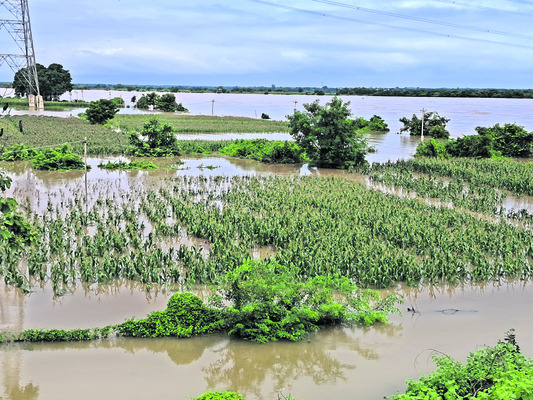 పంటలను ముంచిన గోదావరి!1