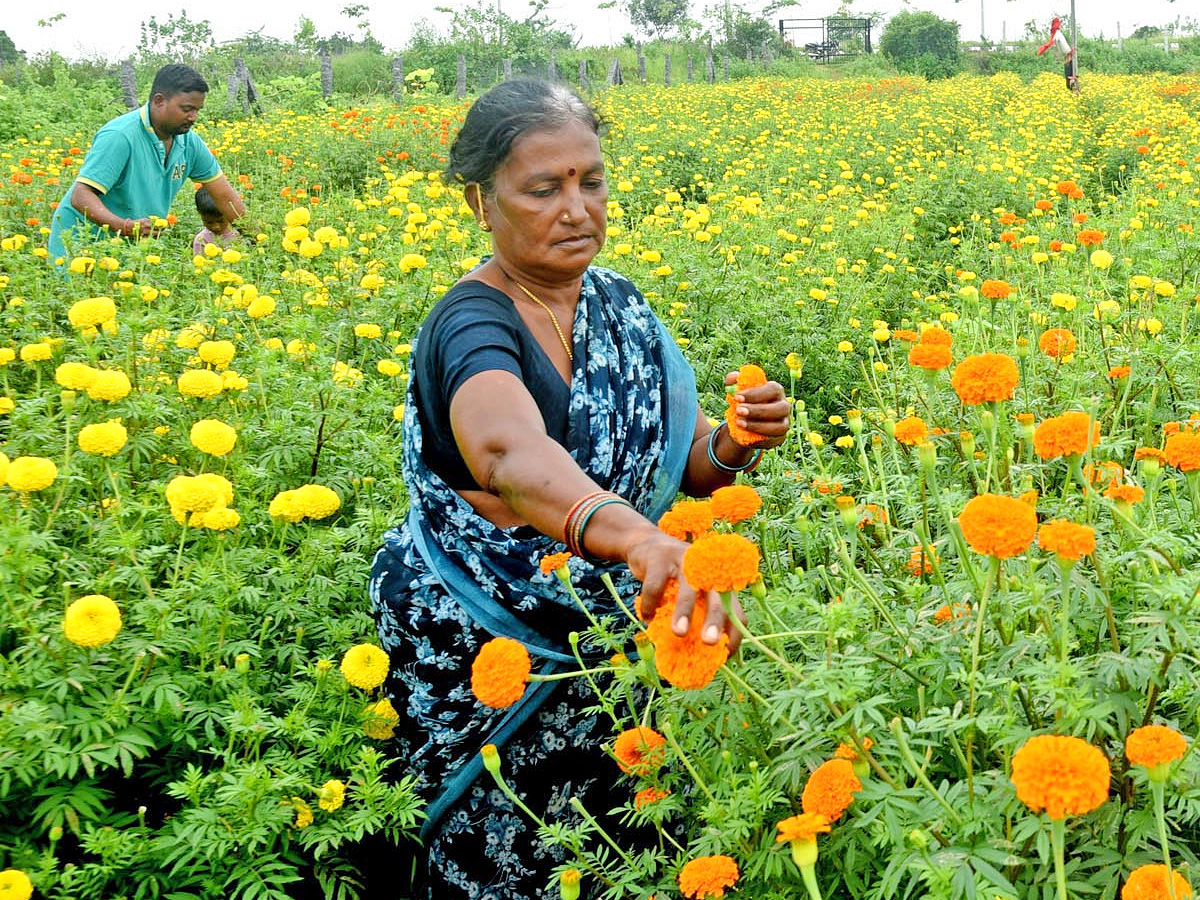 Best Photos of The Week in AP and Telangana Photo Gallery25