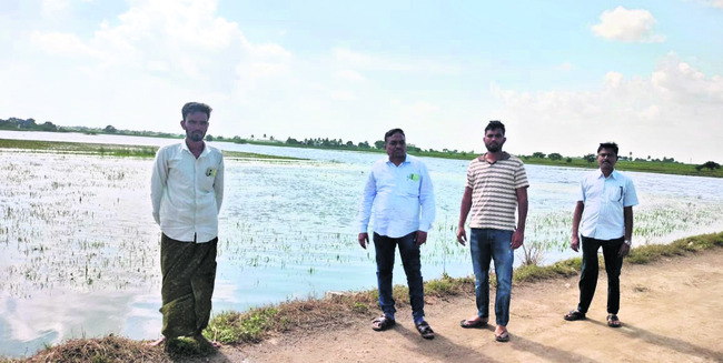 1,259 ఎకరాలవరిపంటకు నష్టం
1