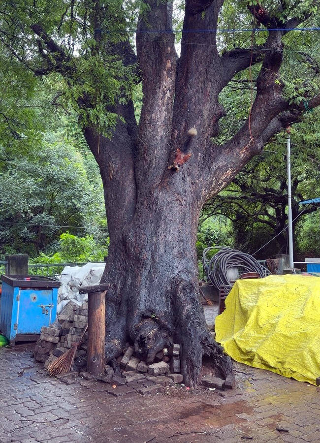 Abhinaya visits Tirupati Venkanna with her husband (Photos)4