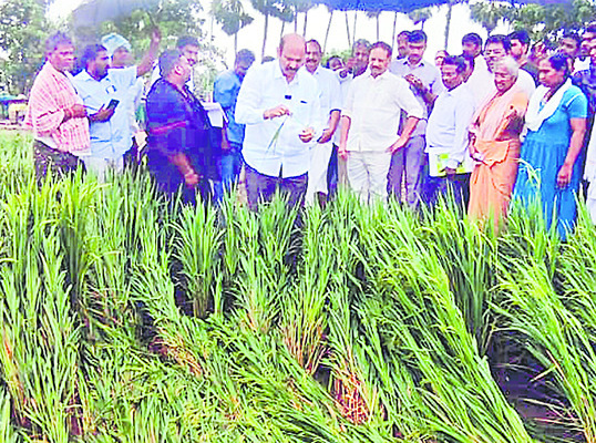 బర్లీ పొగాకు కొనుగోలుపై మాట తప్పిన ప్రభుత్వం
1