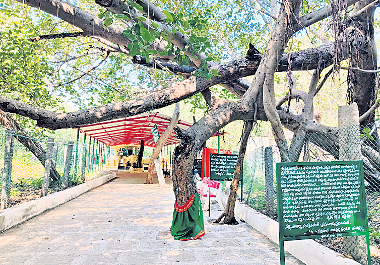 మర్రిమాను వద్ద ఉన్న తిమ్మమాంబ ఆలయం 