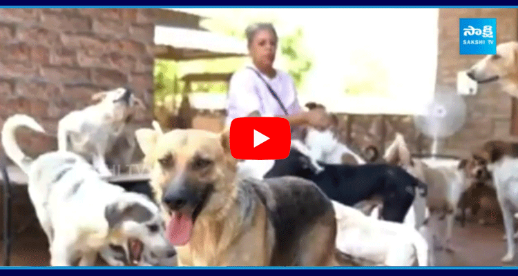 Woman Saving Thousand Dogs In Pathankot 