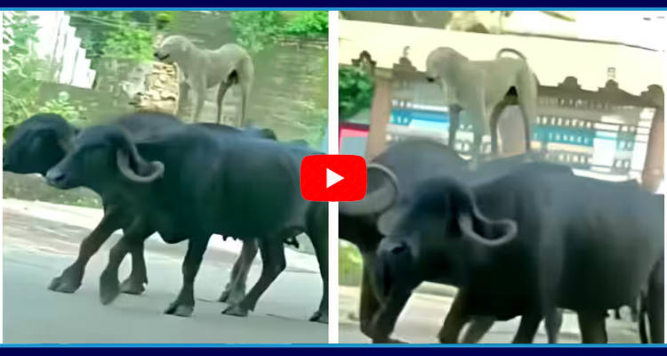 Viral VIdeo Dog Rides On Buffalo