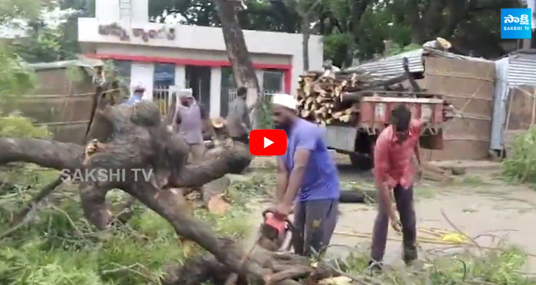 100 Year Old Neem Tree Cut Down For Anna Canteen